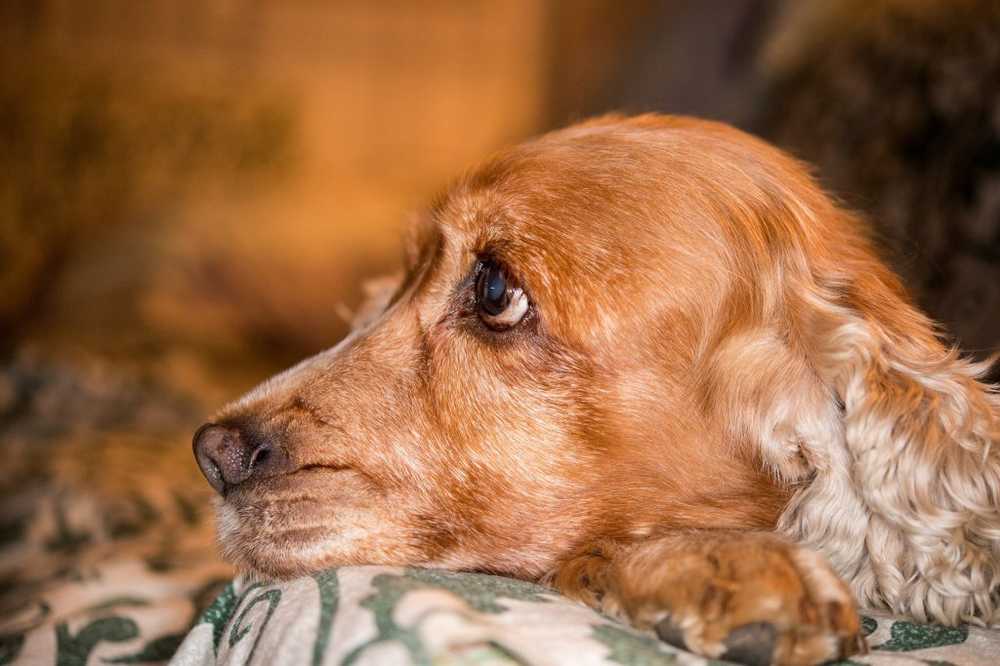 50-jarige vrouw scheidde speciale geur af - hond snuift borsttumor / Gezondheid nieuws