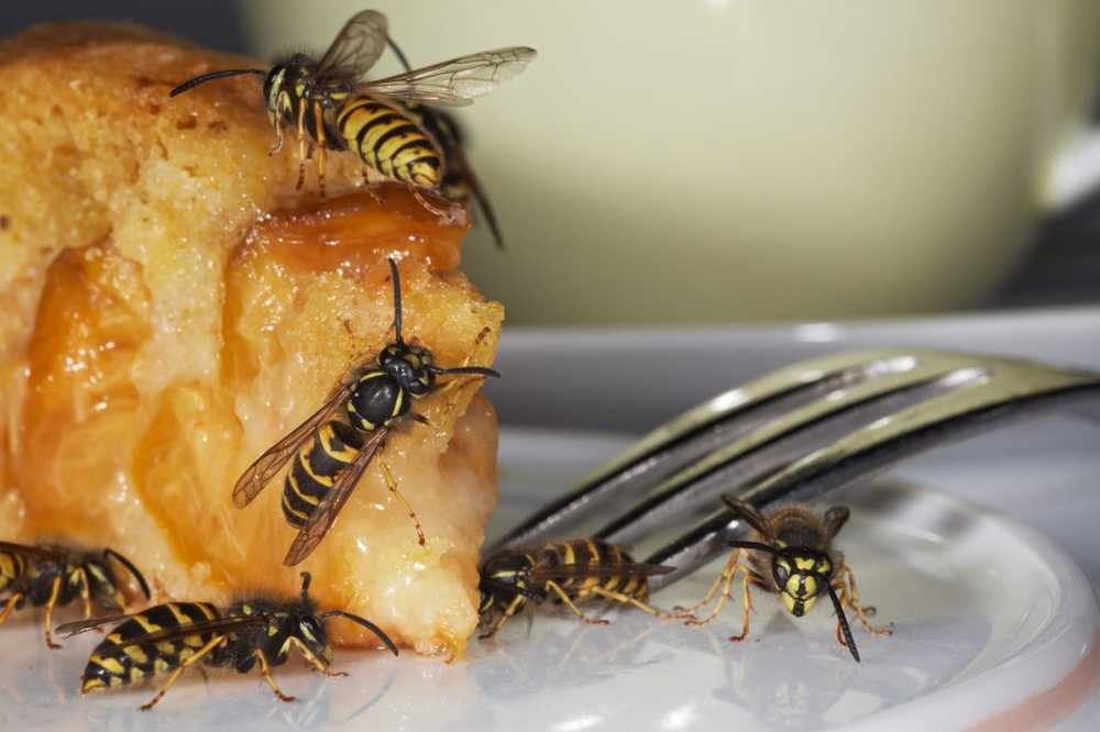 Uppmärksamhet Hälsorisker Bee och veps sting kan vara dödlig / Hälsa nyheter