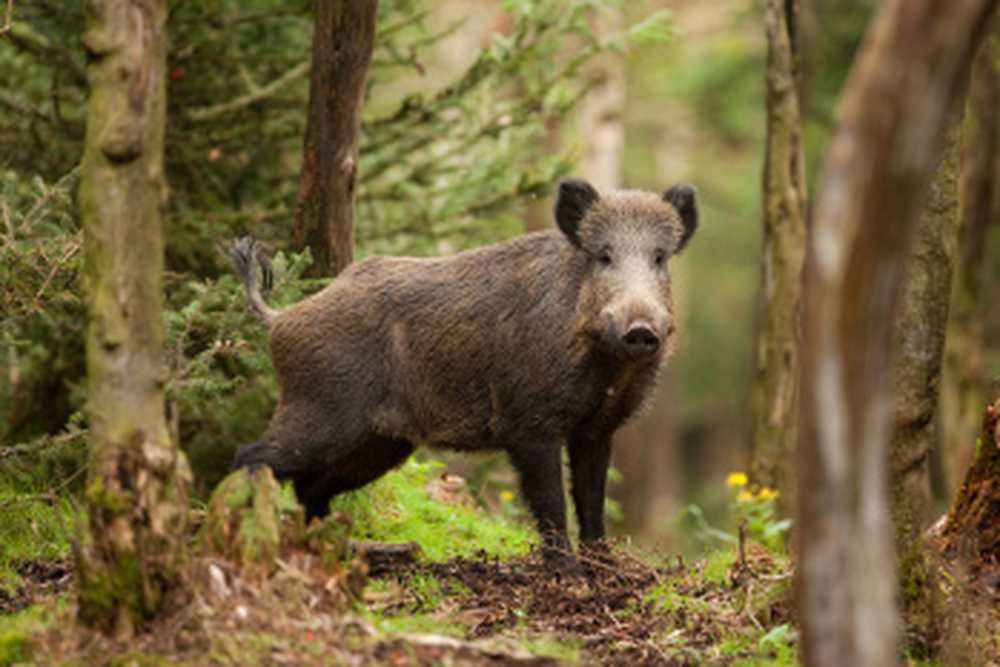 African swine spreads near the German border / Health News