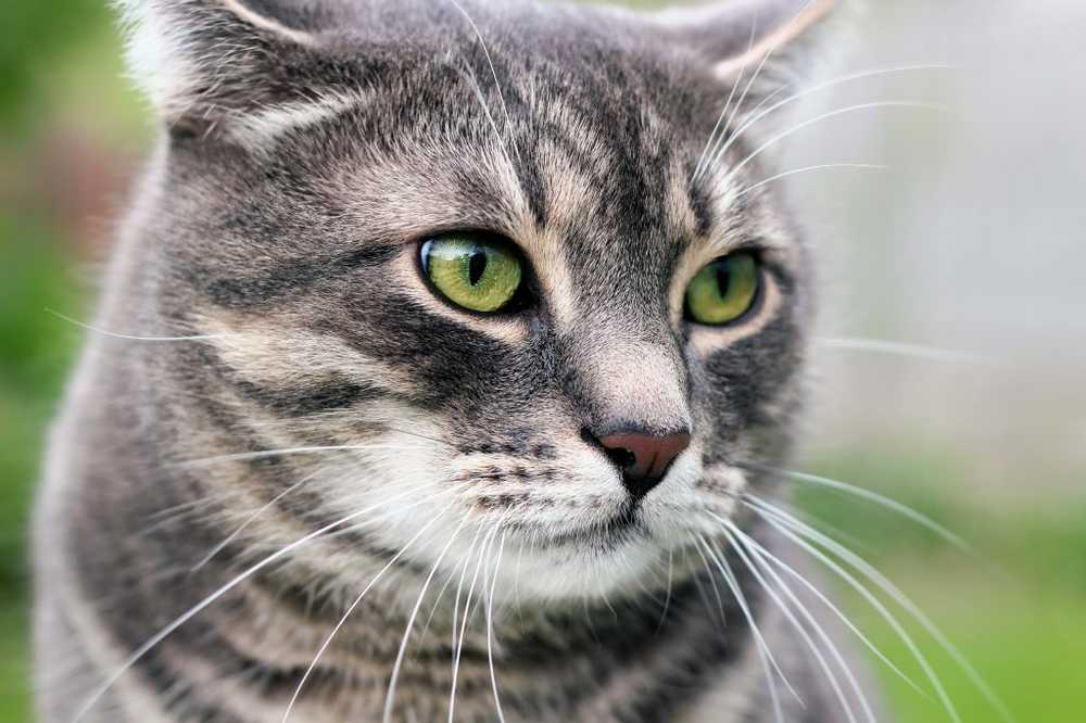 Huidige studie Resistente salmonella bij katten ook overdraagbaar op mensen / Gezondheid nieuws