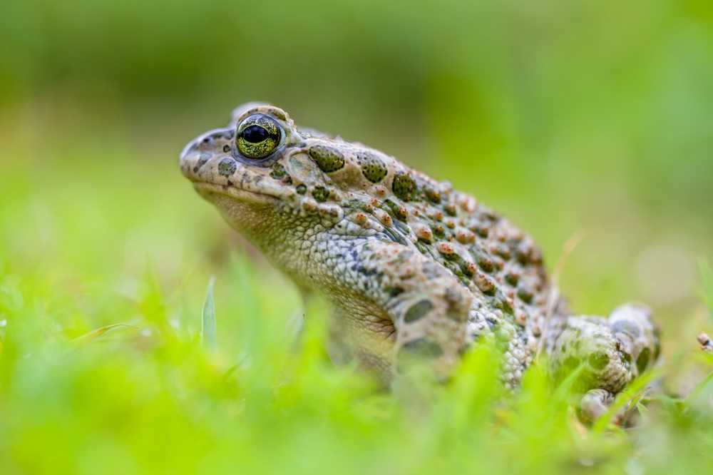 Muerte de anfibios por hongos. Consecuencias ecológicas y medidas de protección.