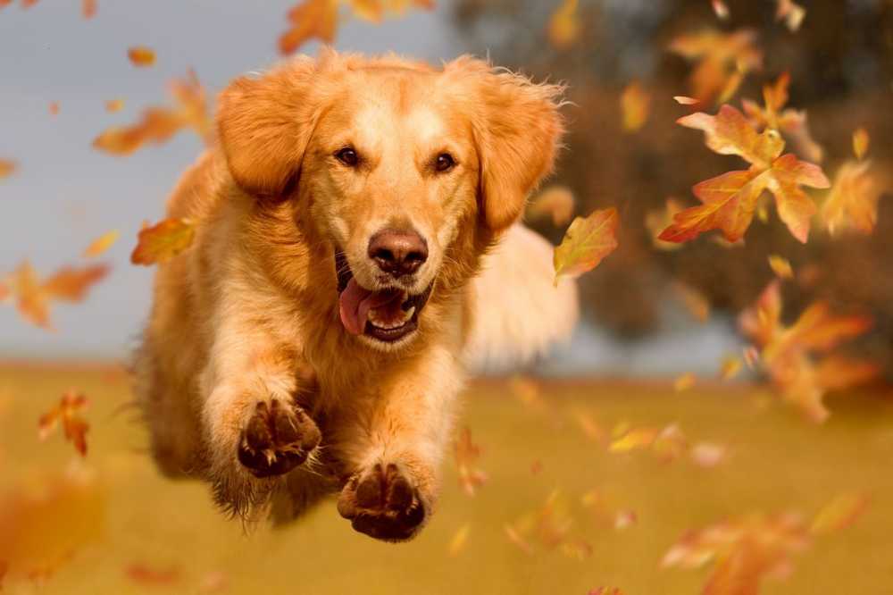 Peur du chien? Une psyché plus stable peut sauver des morsures de chien / Nouvelles sur la santé