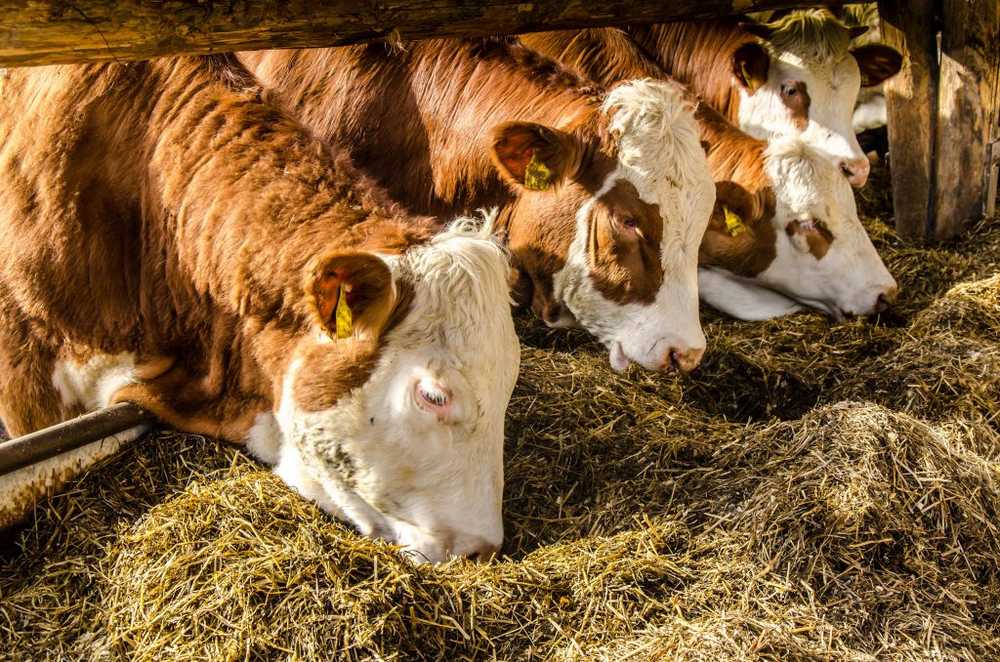 Antibiotic manure turns fields into breeding grounds for resistant germs / Health News