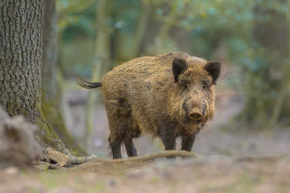 La malattia di Aujeszky si è dimostrata nei cinghiali - Anche i gatti e i cani sono a rischio / Notizie di salute