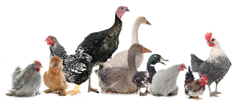 Outbreak of Avian Influenza - What You Should Know Now / Health News