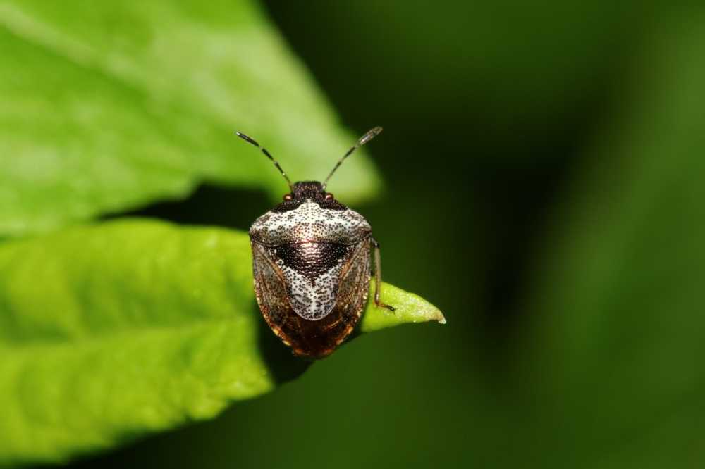 Bacterial Killer Novel antibiotic found in tree bugs / Health News