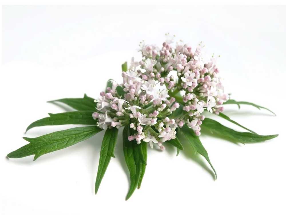 Valeriana - efecto, aplicación, cultivo y cosecha.