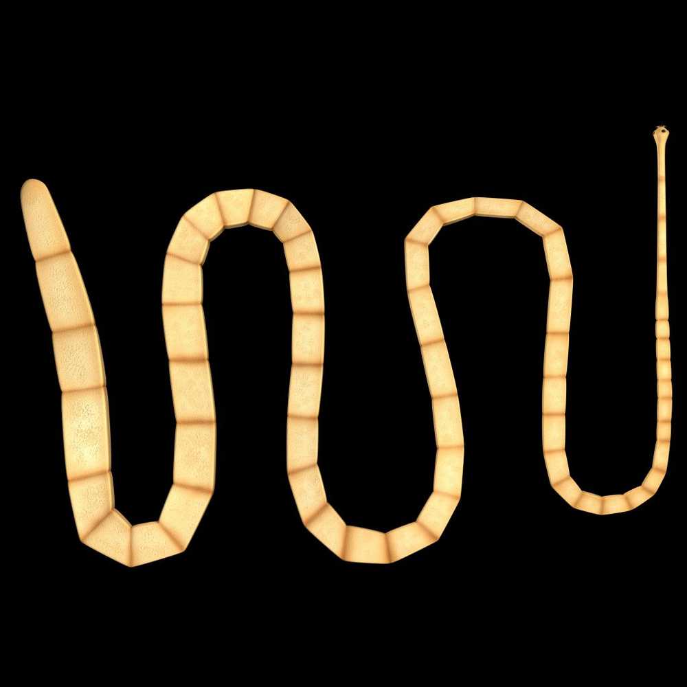 Tapeworms Doctors pull a two-meter worm out of a patient's mouth / Health News