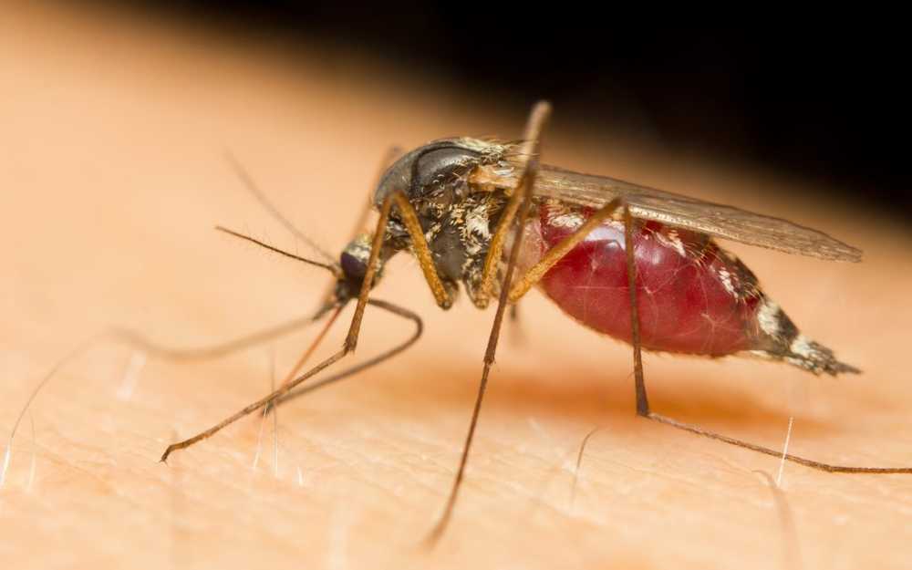 In mosquitoes in the Czech Republic, the dangerous West Nile virus was found