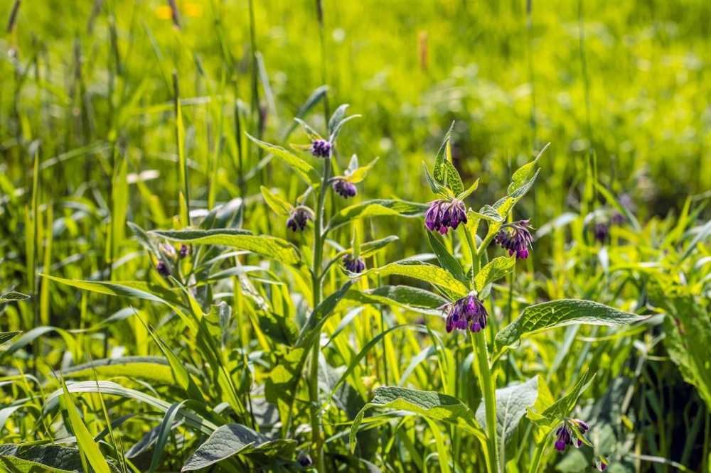 Comfrey - ansökan, effekter och recept / naturmedicin