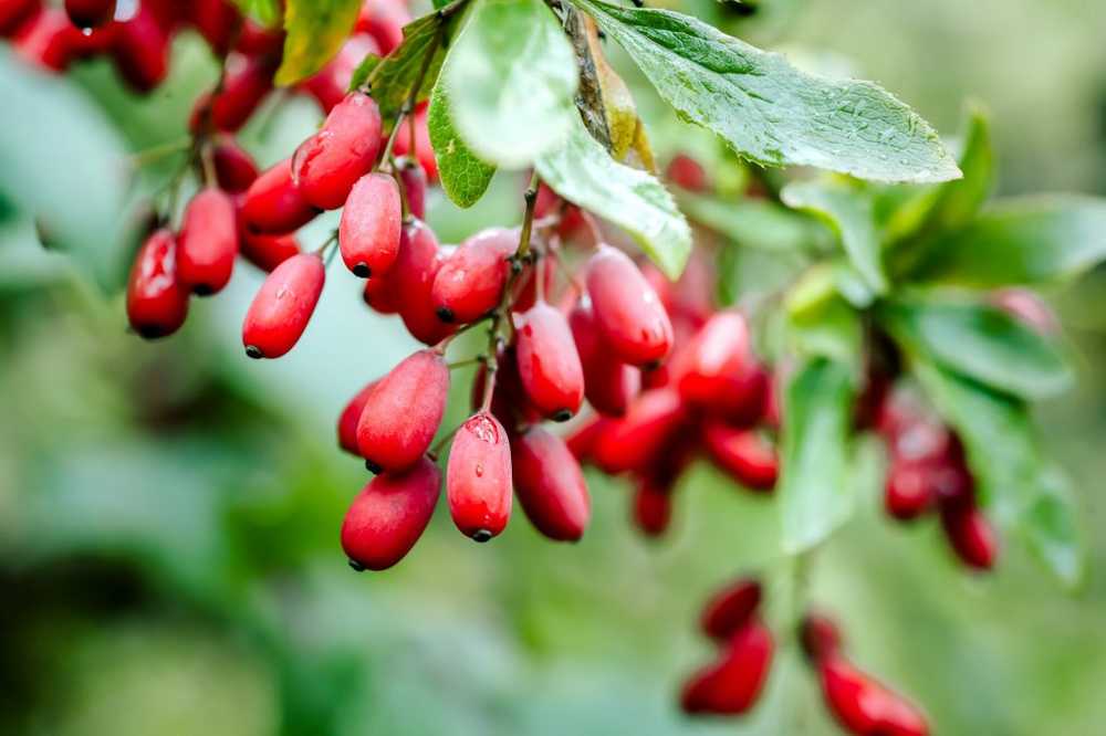 Barberry - odling, användning och helande effekt