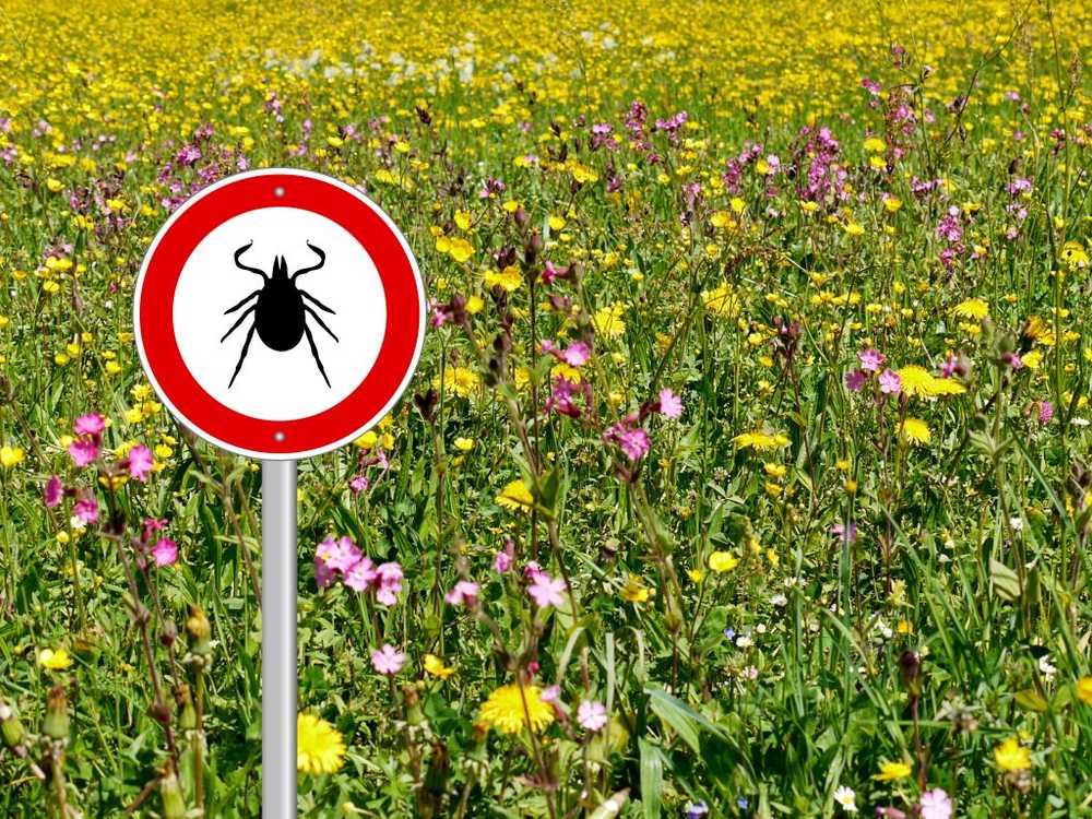 Zenders met gevaarlijke ziekten Om uzelf goed te beschermen tegen teken / Gezondheid nieuws