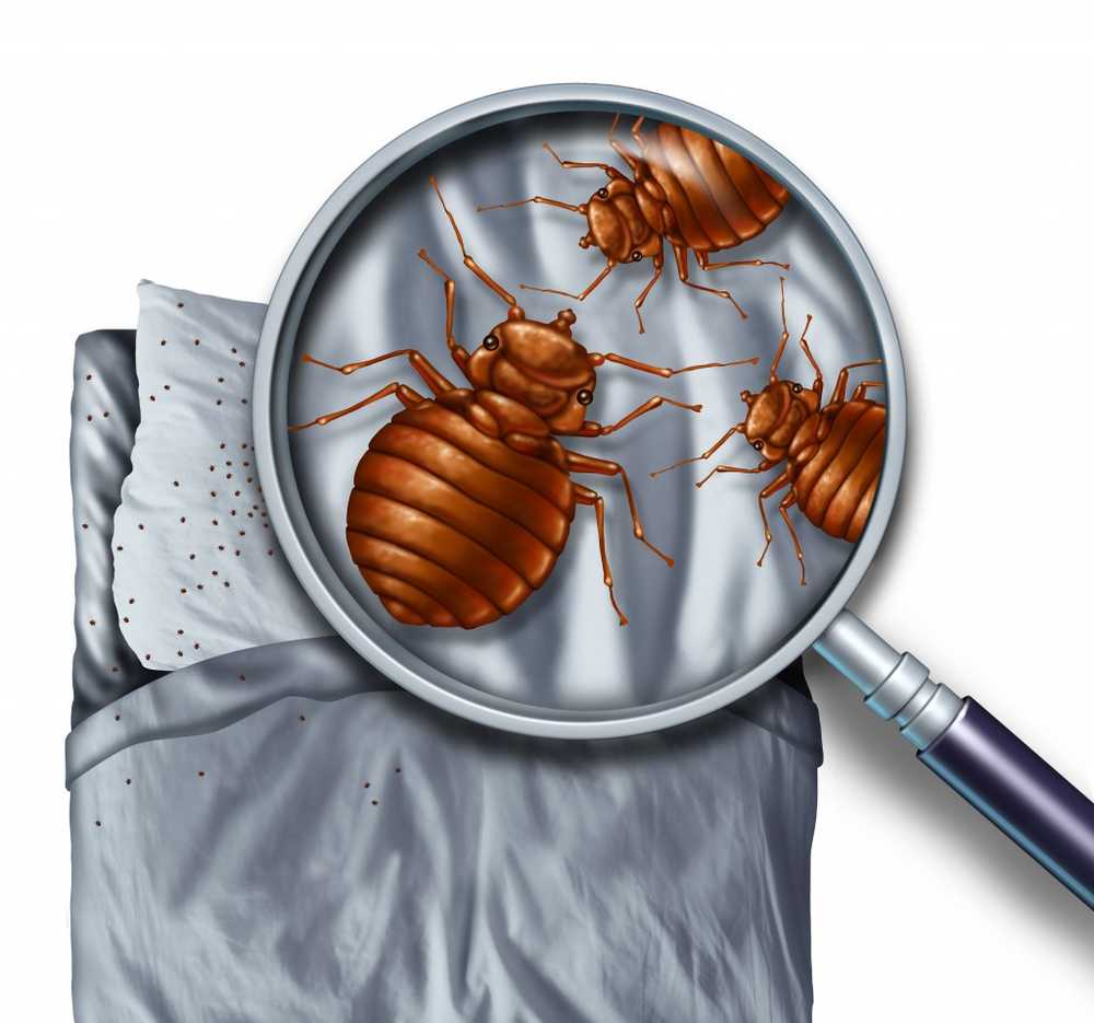 Bedbugs Introduced parasites once again cause a health threat / Health News