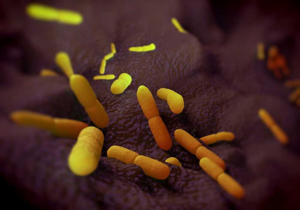 Bubonic plague Highly dangerous bacteria much older than previously thought / Health News