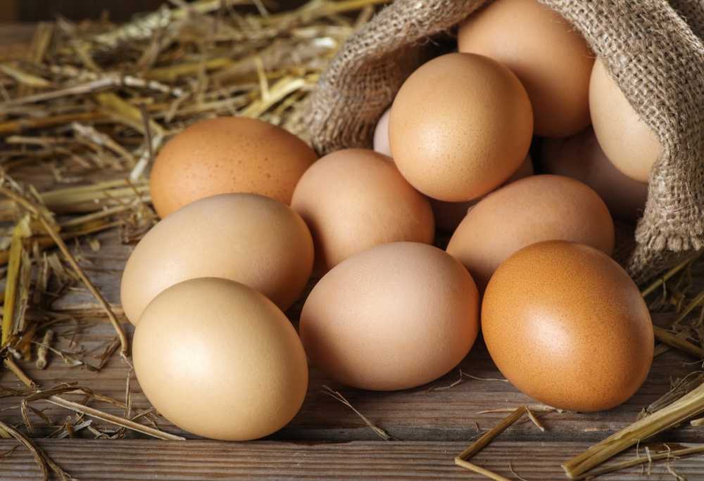 Organic eggs - better flavor but also more germs / Health News