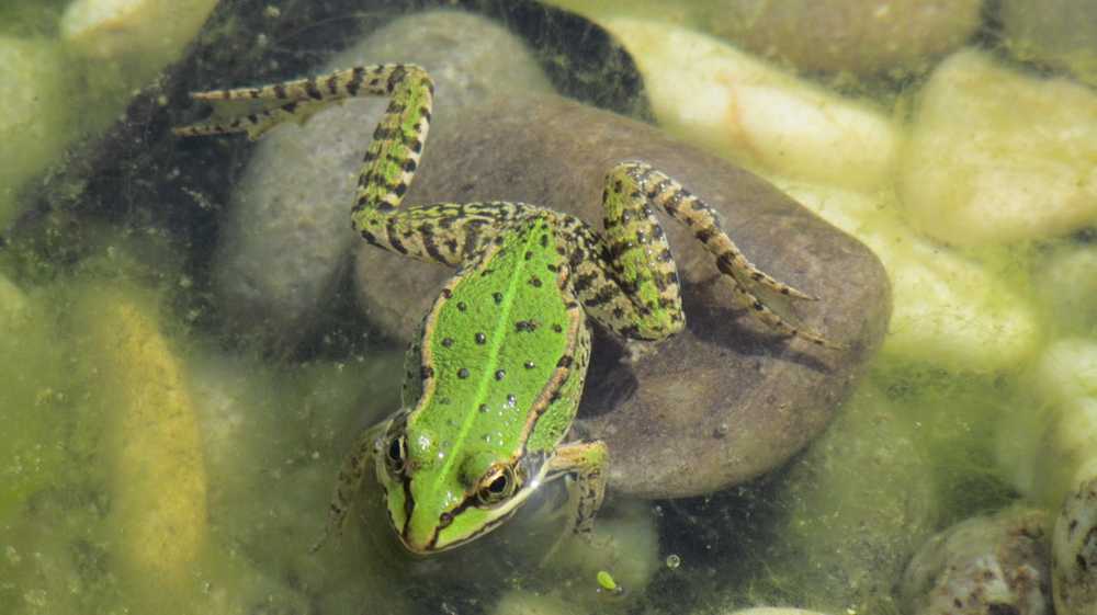 Biologie Les grenouilles peuvent même voir les couleurs dans le noir / Nouvelles sur la santé