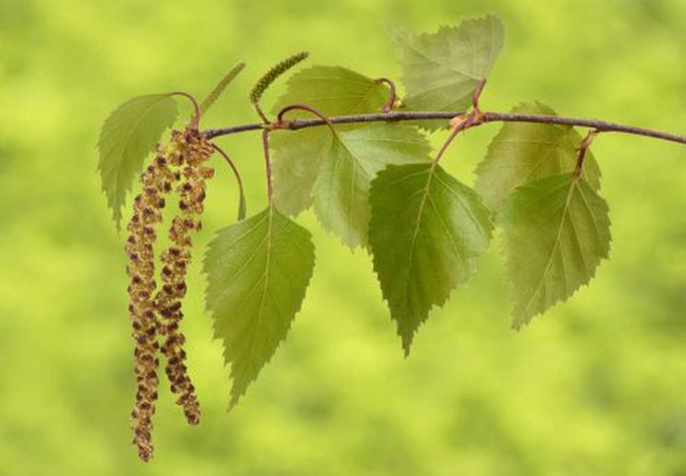 Birch polen alergie - simptome, cauze și tratament / boli