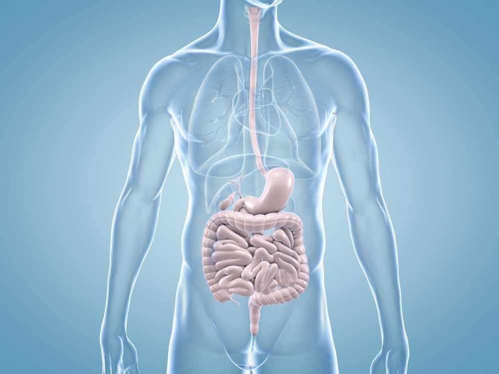 Until today hidden causes of chronic intestinal diseases discovered by researchers / Health News