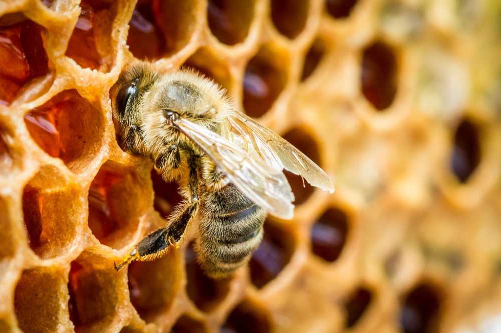 Stuifmeel als een natuurlijke superfood? Voedingsdeskundigen blijven sceptisch / Gezondheid nieuws