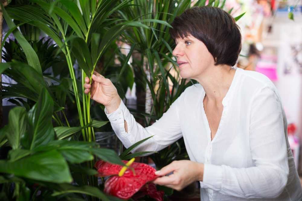 Les amateurs de fleurs ont souvent affaire à des plantes de jardin et des plantes d'intérieur de ces erreurs / Nouvelles sur la santé