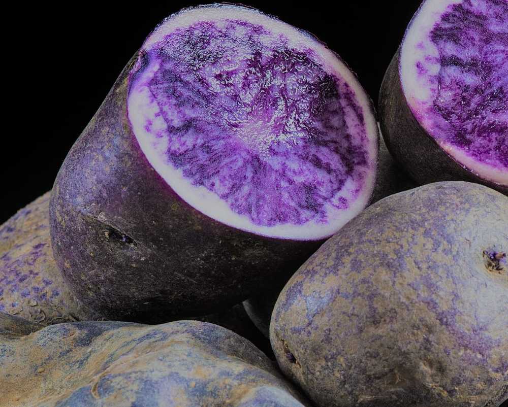 Hoge bloeddruk Violette aardappelen verlagen de verhoogde bloeddruk volgens studies / Gezondheid nieuws