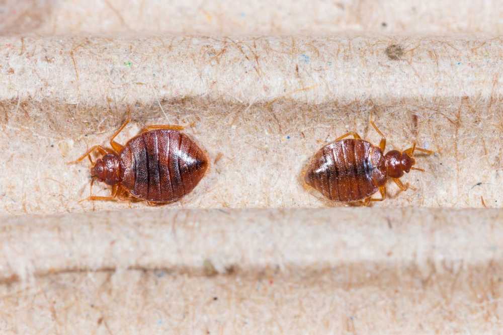 Blood loving bed bugs foretrekker spesielle favorittfarger / Helse Nyheter