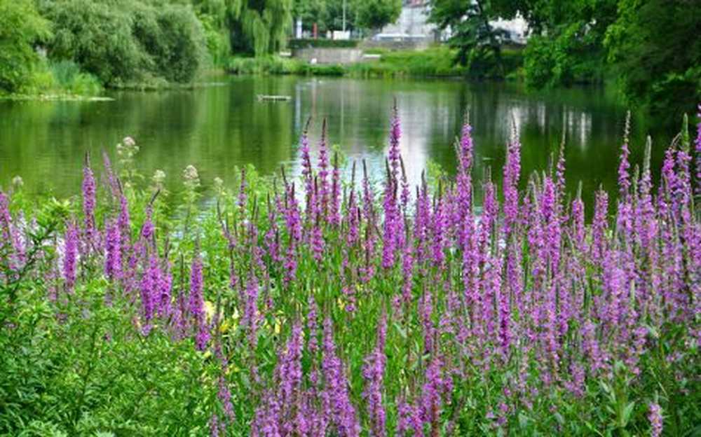 Curación de loosestrife, aplicación y cultivo propio.