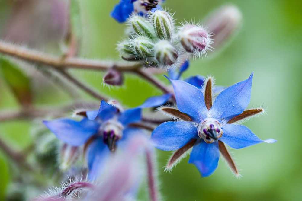 Borage is een bewezen en natuurlijke remedie voor hoest / Gezondheid nieuws