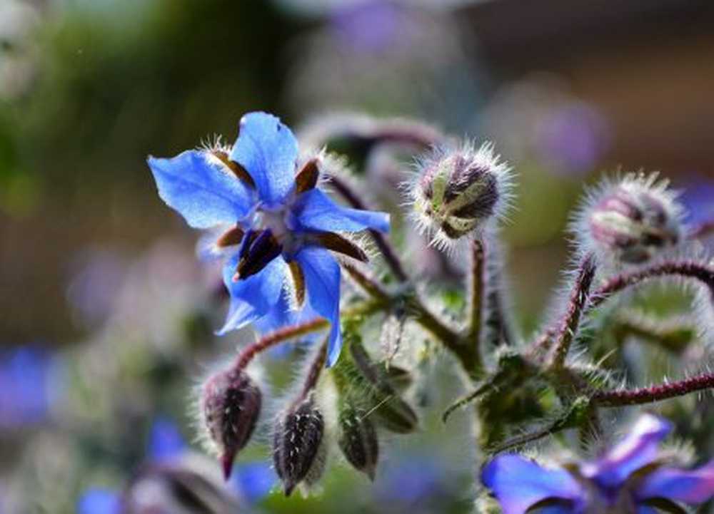 Borage - effect, application, recipes and seeding