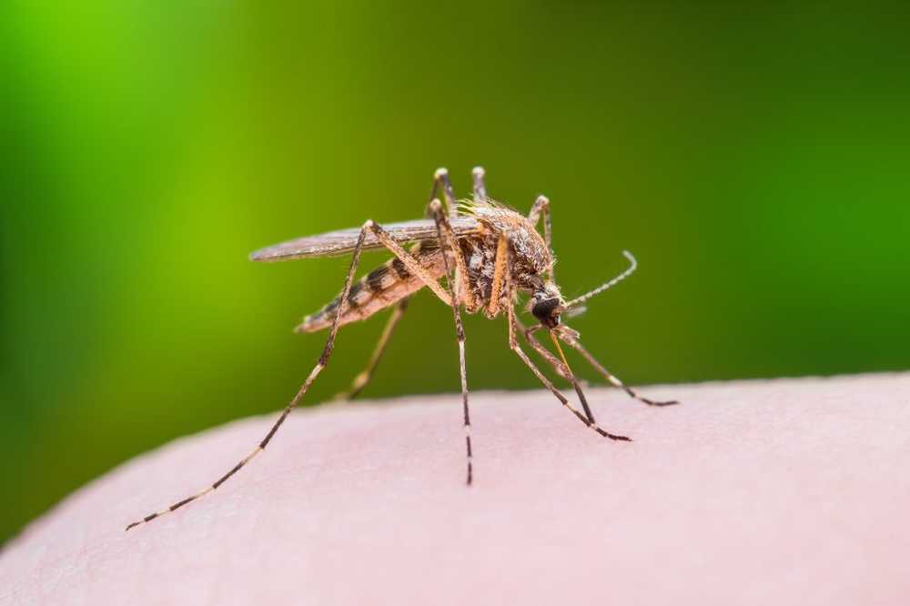 Braziliaanse vakantiegangers Gezondheidsdeskundigen dringen aan op gele koorts vaccinatie / Gezondheid nieuws