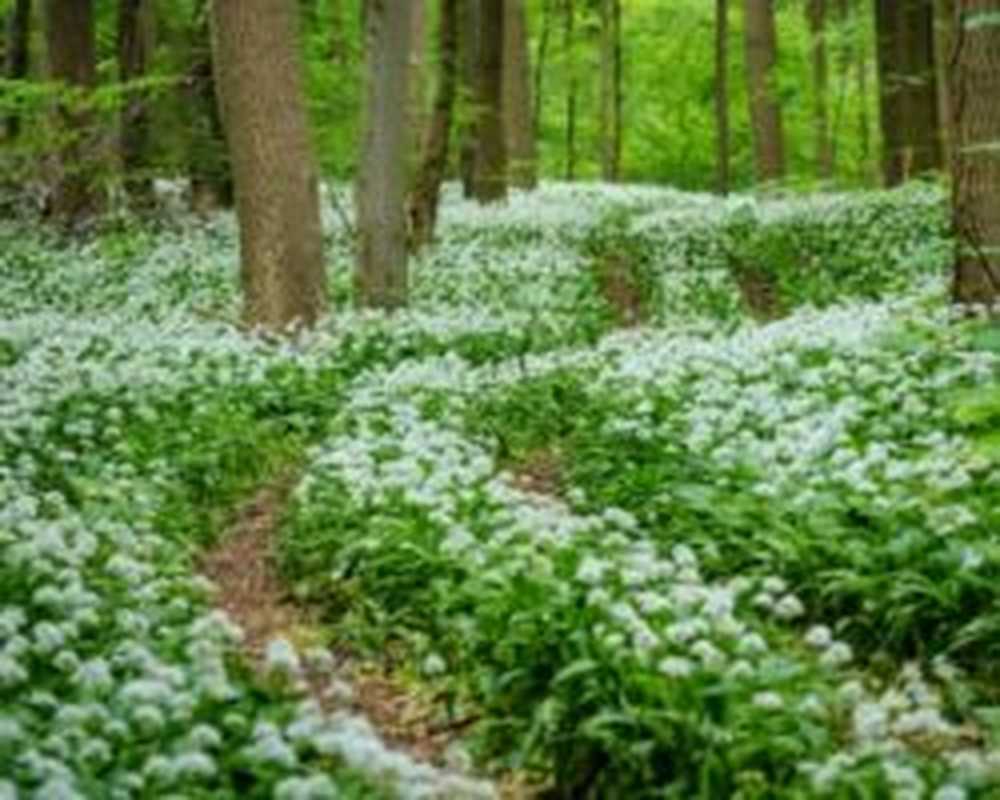 wild garlic / 