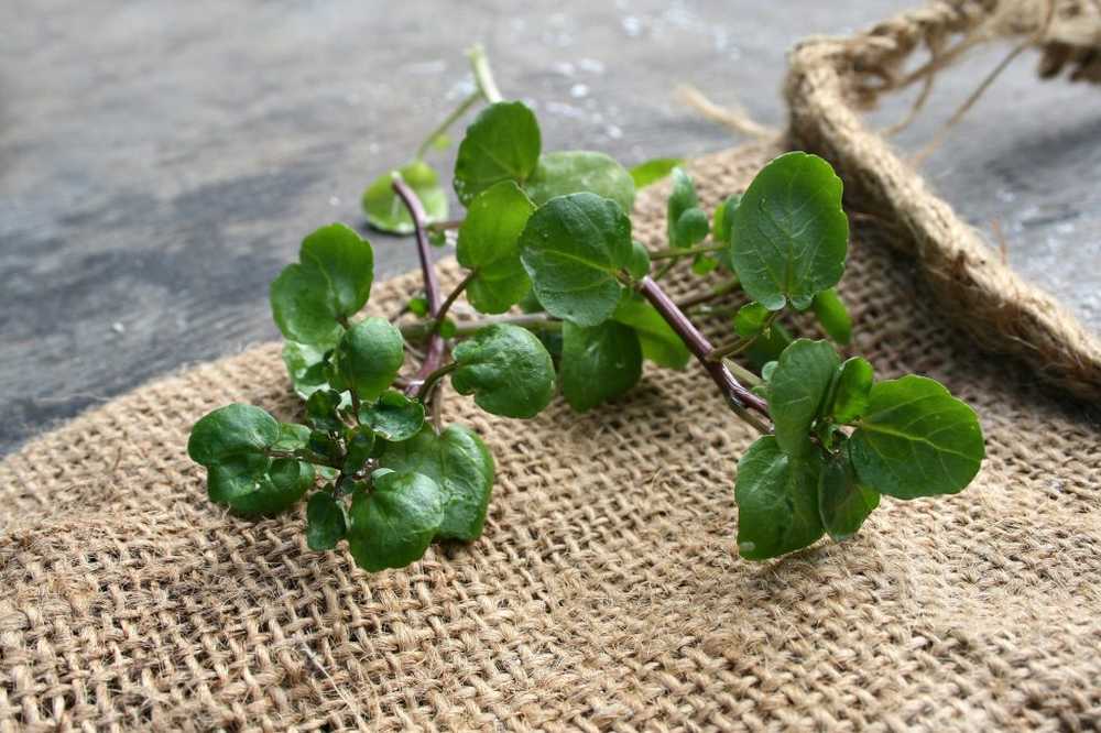 Watercress - effect, cultivation and recipes