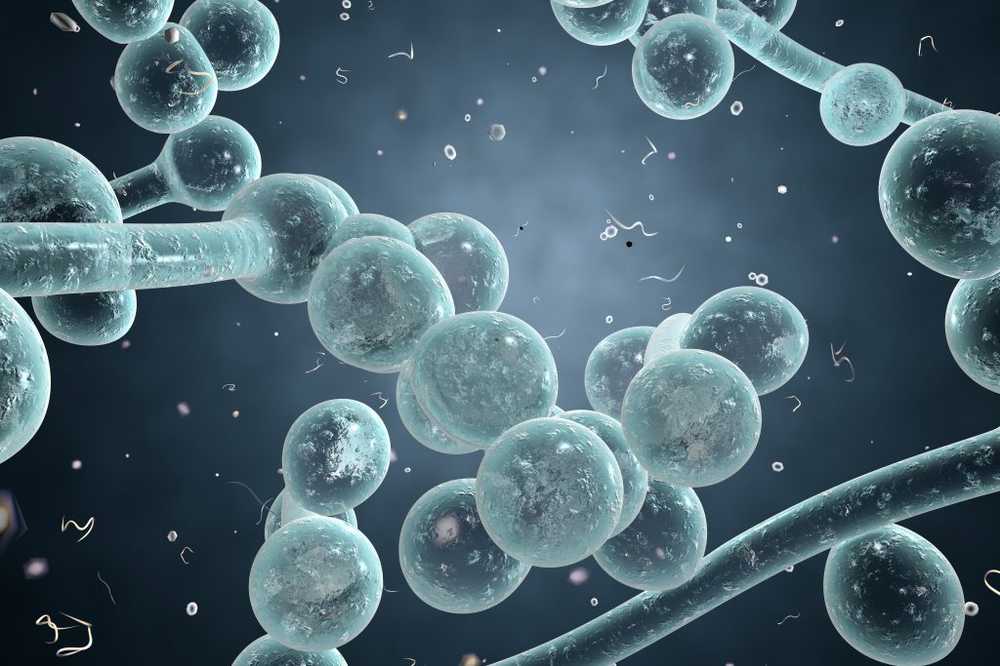 Candida albicans scientists have discovered previously unknown fungal toxin / Health News