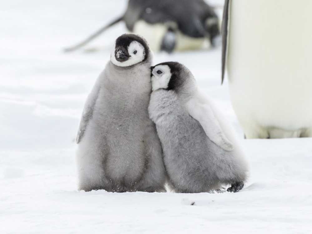 Surgeons warn of black ice The Penguin Gang protects you from falling / Health News