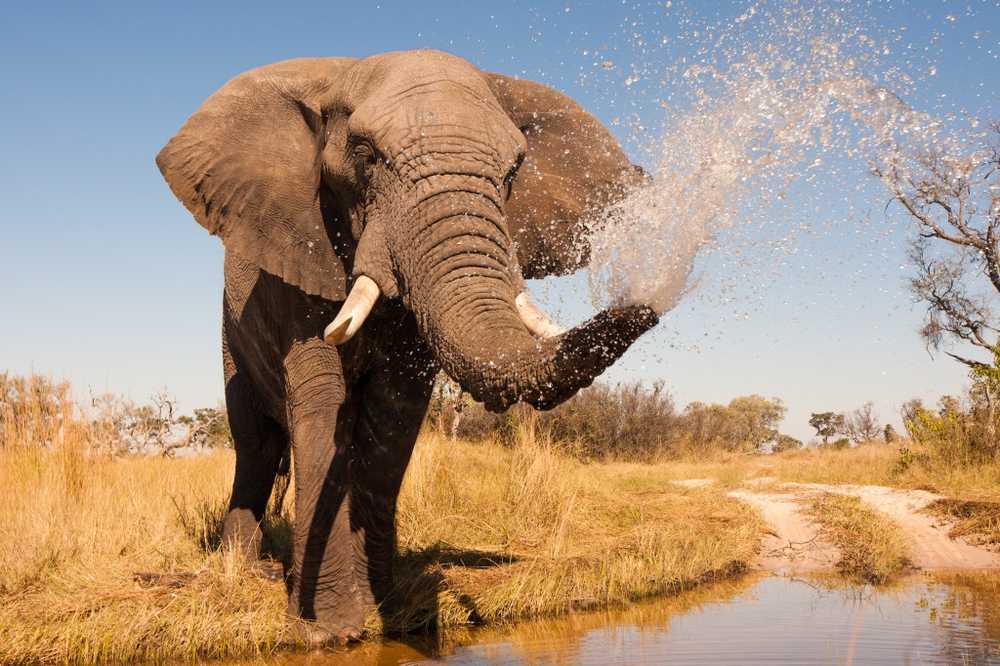 Zombie genes make elephants insensitive to cancerous tumors / Health News