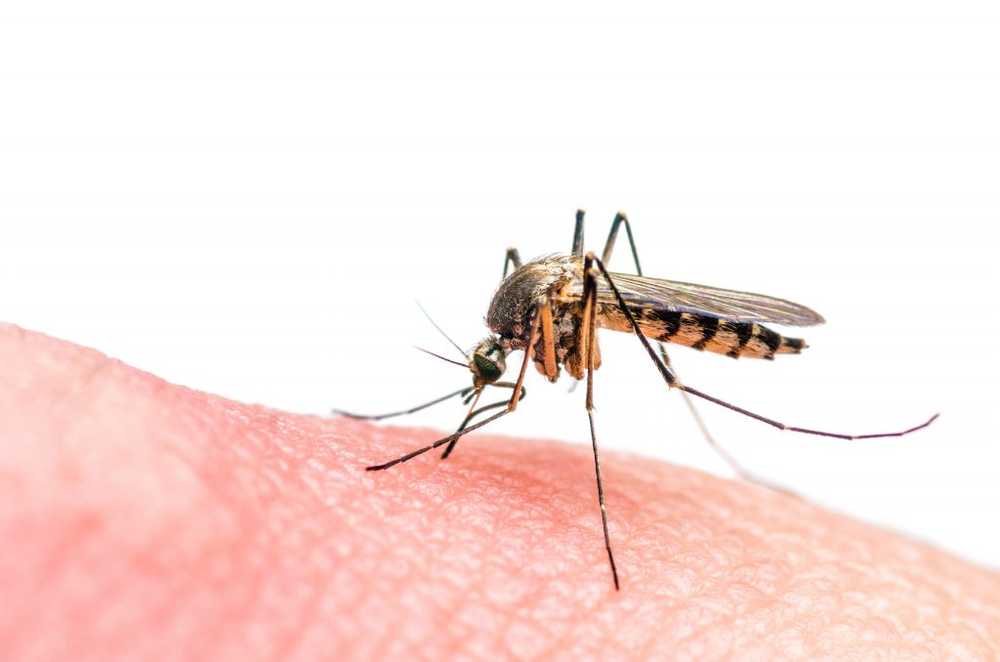 Dengue-koortsrisico vakantiegangers aan de Rode Zee moeten zichzelf beschermen tegen muggen / Gezondheid nieuws