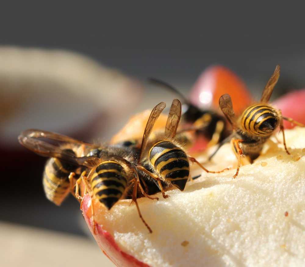 Los mejores remedios caseros para las avispas. / 