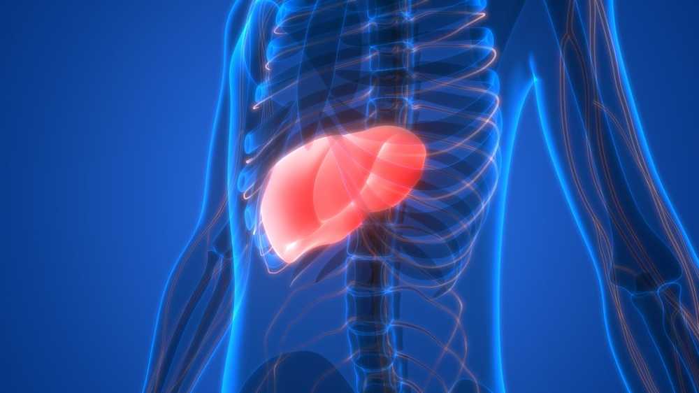 The liver suffers silently A fatty liver can cause permanent organ damage / Health News