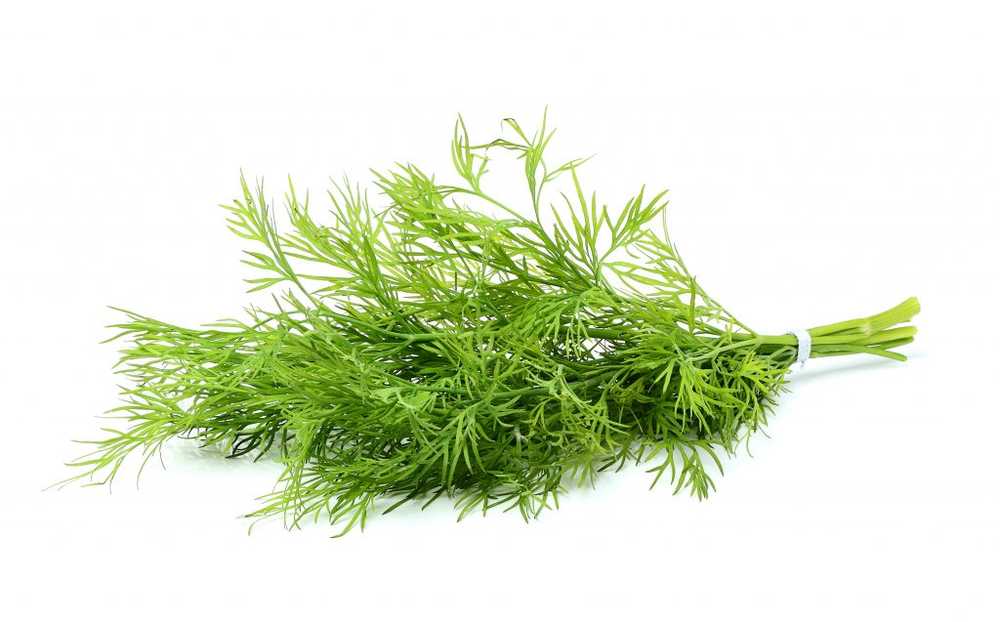 Dill - Ingredienti, effetti, uso e istruzioni per la propria coltivazione / Naturopatia