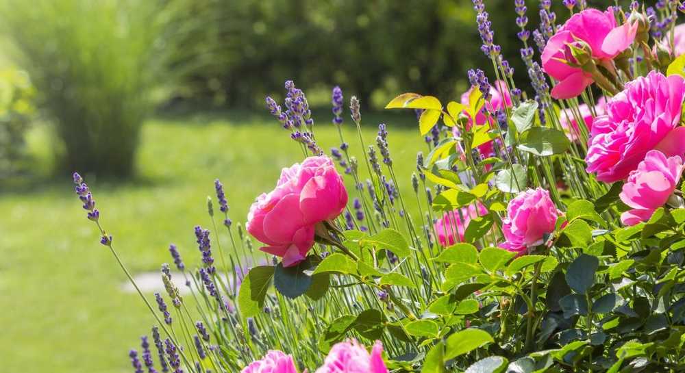 Duftgarten - applikasjon, bruk og egnede planter / Naturmedisin