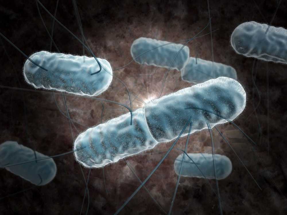 Vomissements du congélateur Rappel chez Lidl and Co à cause de la présence de Listeria dans le mélange de légumes surgelés / Nouvelles sur la santé