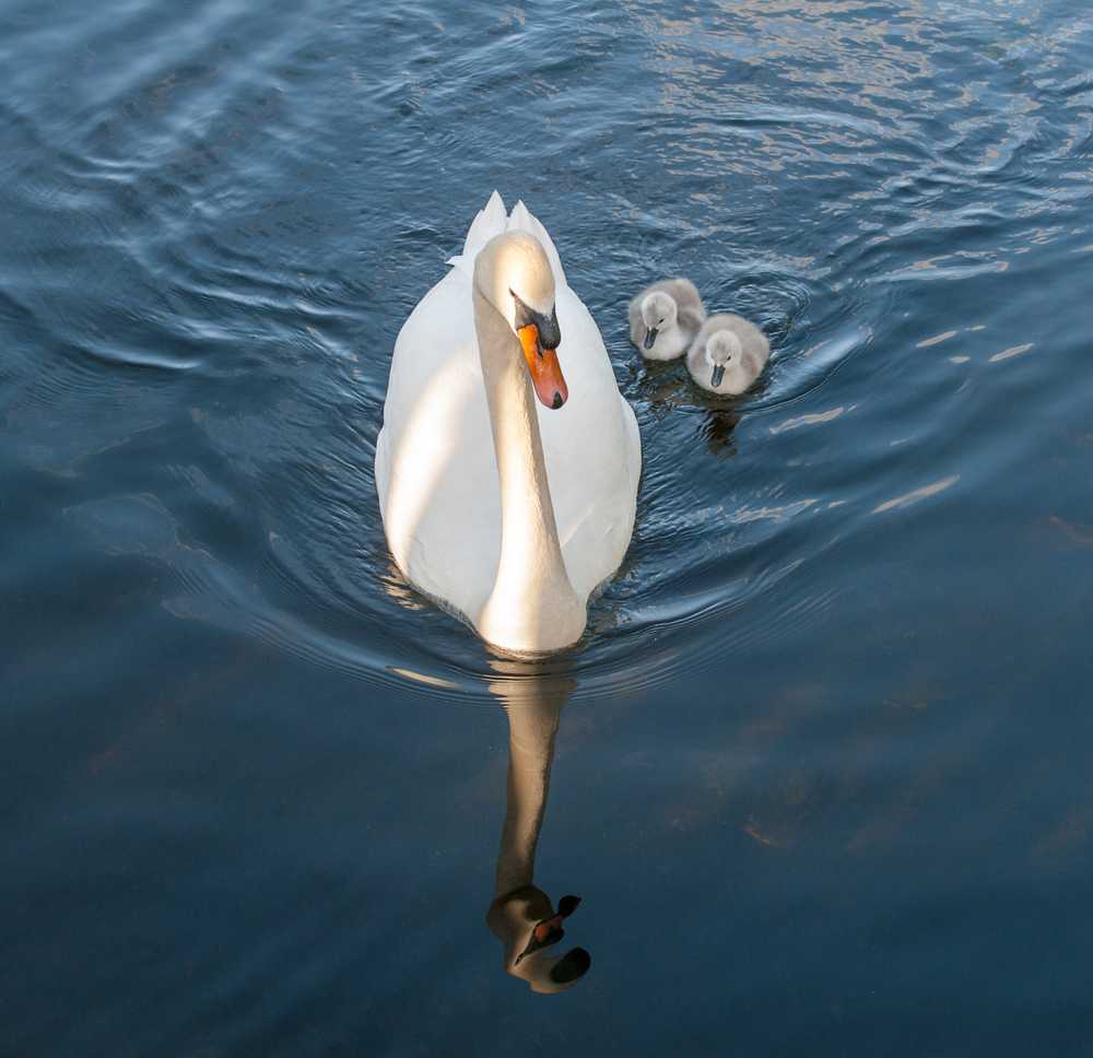 Renewed occurrence of bird flu in Germany / Health News