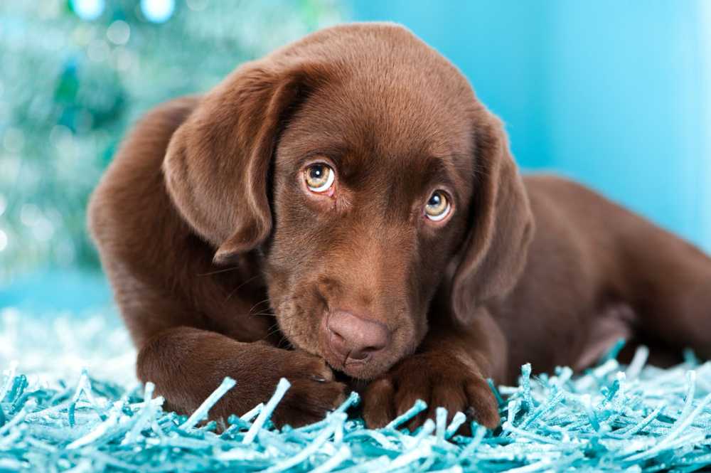 El color de un perro da información sobre la vida y los problemas de salud. / Noticias de salud