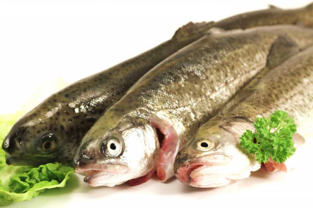 Fish poisoning - causes, signs and therapy / Diseases