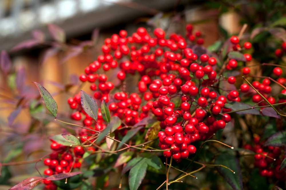 Researchers Red coral berries are effective against asthma symptoms