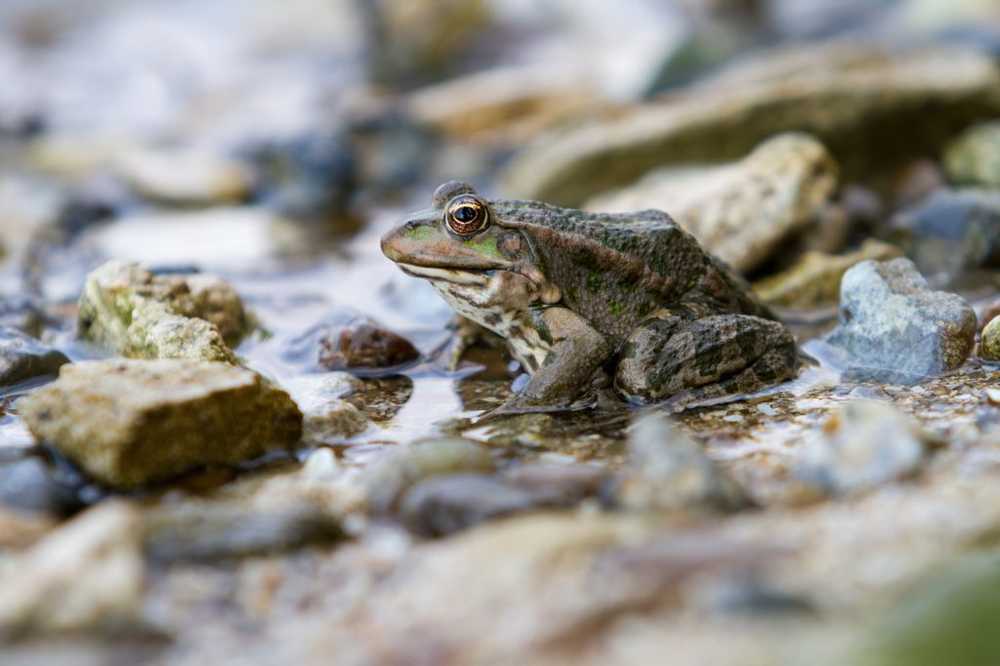 Researchers mucus from frogs can efficiently kill flu viruses / Health News