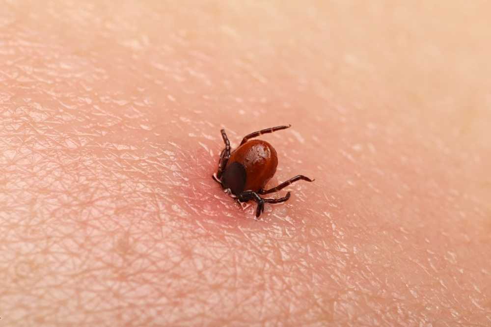 Researchers warn 2018 will be an extreme tick year