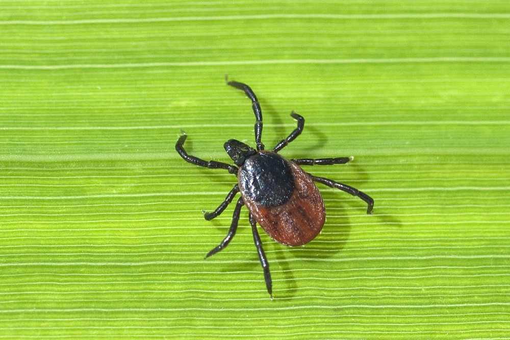 TBE y la enfermedad de Lyme Cómo protegerse en el Año de las garrapatas 2018 / Noticias de salud