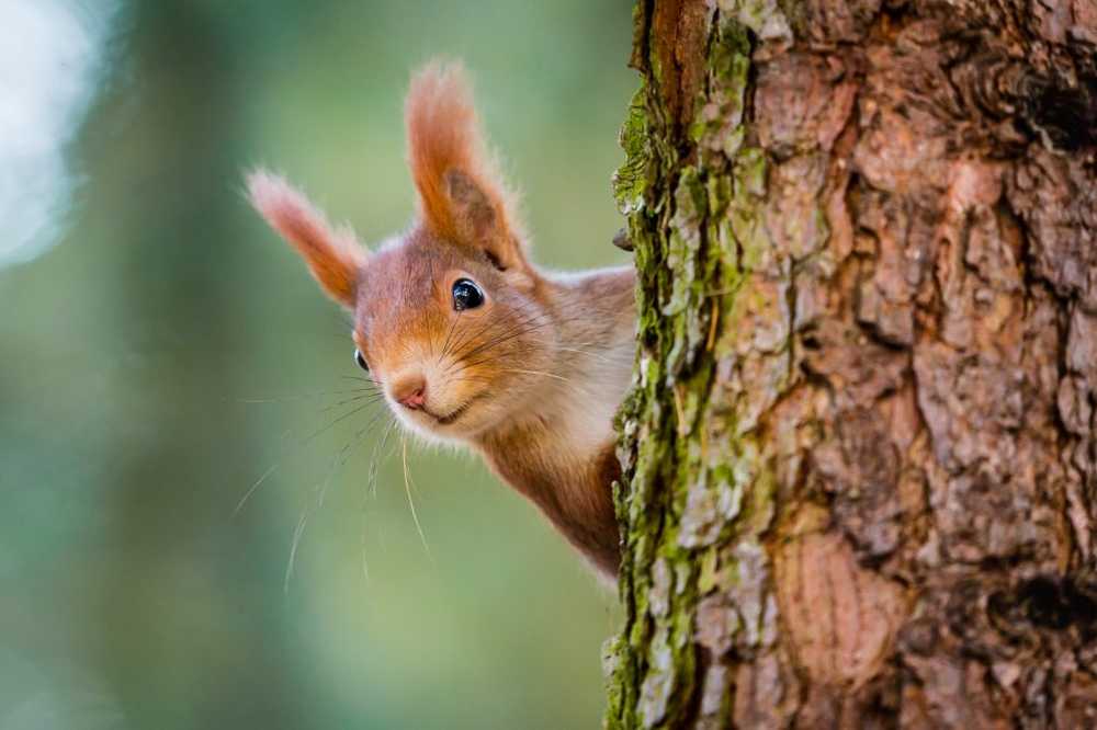 Found leprosy pathogen slumbers in squirrels - a risk to humans? / Health News