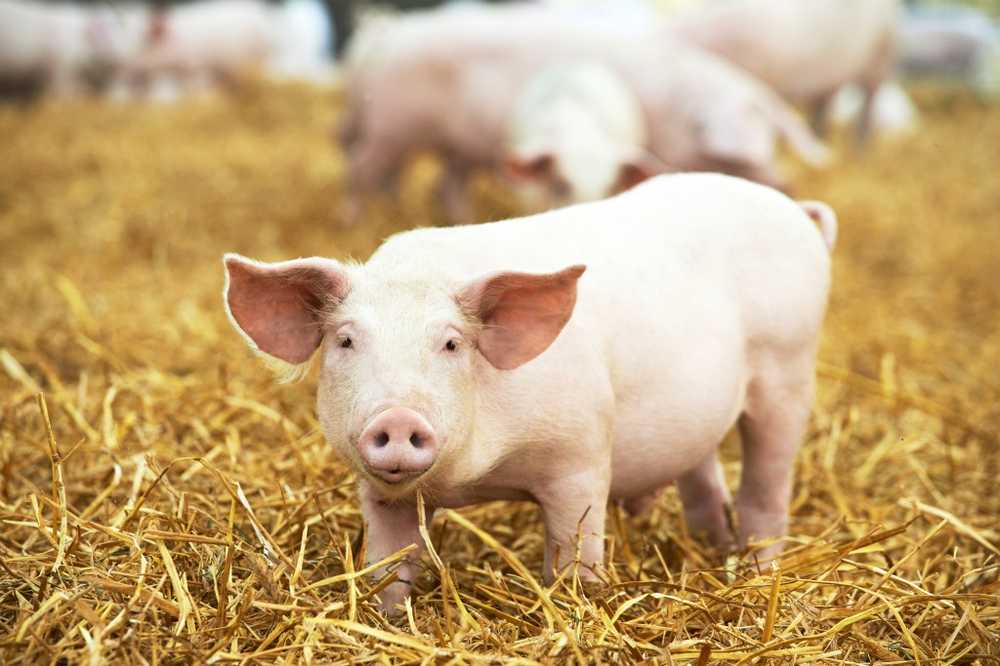 Porcine modificate genetic, imune la maladii de animale rele / Știri despre sănătate